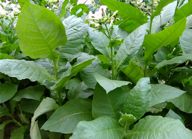 香港六和资料大全